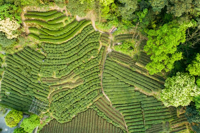 Top 10 Famous Teas in China