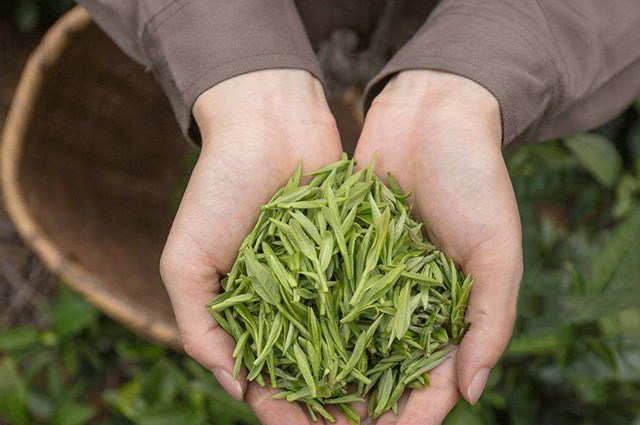 What is Huangshan Maofeng Tea?