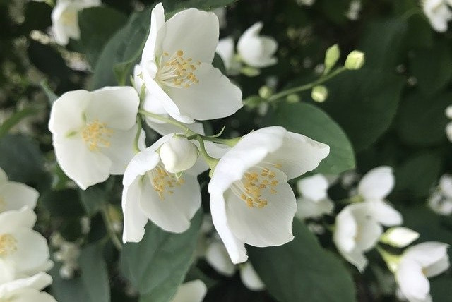 How to make Jasmine green tea?