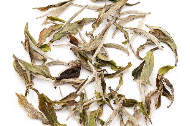 Five Questions About White Peony Tea
